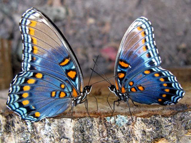 Все о бабочках в Козловке | ЗооТом портал о животных