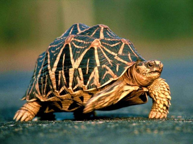 Все о черепахах в Козловке | ЗооТом портал о животных