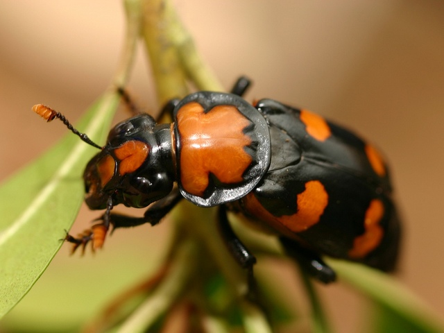 Все о жуках в Козловке | ЗооТом портал о животных