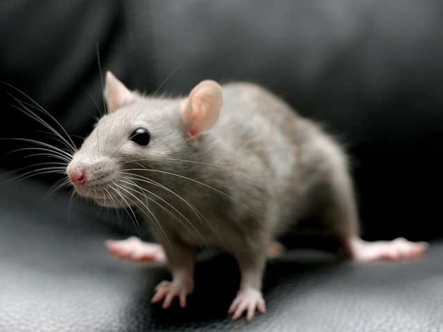 Все о крысах в Козловке | ЗооТом портал о животных