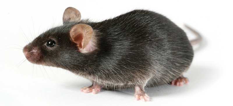 Все о крысах в Козловке | ЗооТом портал о животных