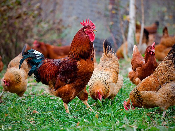 Породы куриц | ЗооТом - продажа, вязка и услуги для животных в Козловке