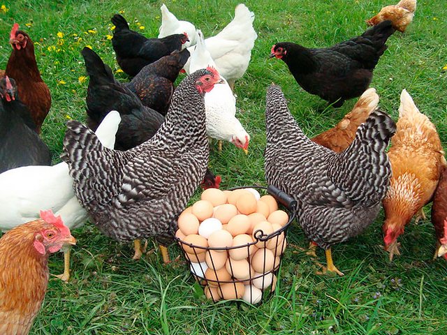 Содержание кур и уход за ними | ЗооТом - продажа, вязка и услуги для животных в Козловке