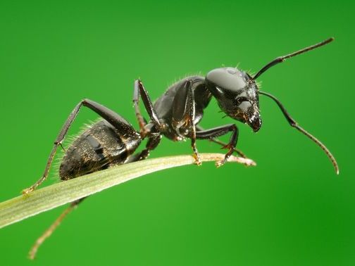 Все о муравьях в Козловке | ЗооТом портал о животных
