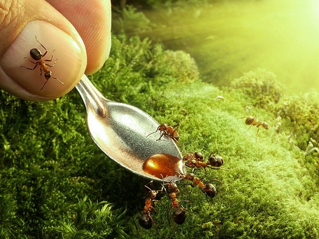 Все о муравьях в Козловке | ЗооТом портал о животных