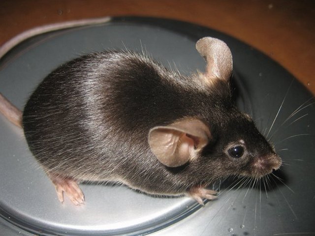 Все о мышах в Козловке | ЗооТом - продажа, вязка и услуги для животных в Козловке
