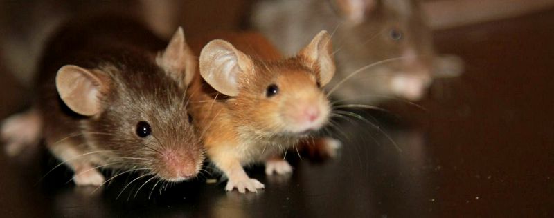 Все о мышах в Козловке | ЗооТом - продажа, вязка и услуги для животных в Козловке