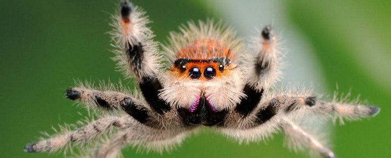 Все о пауках в Козловке | ЗооТом портал о животных