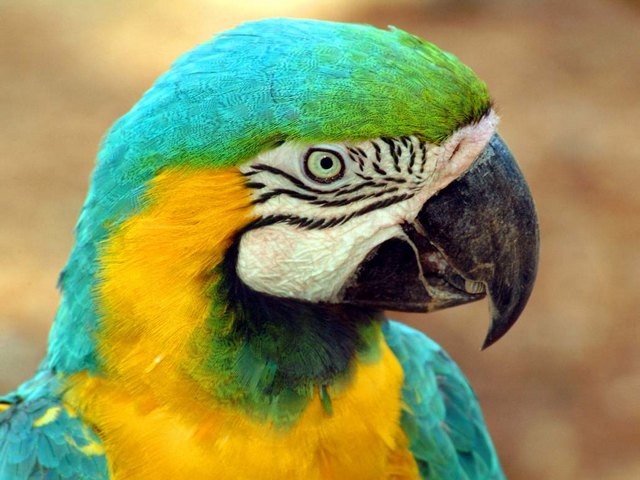 Все о попугаях в Козловке | ЗооТом портал о животных