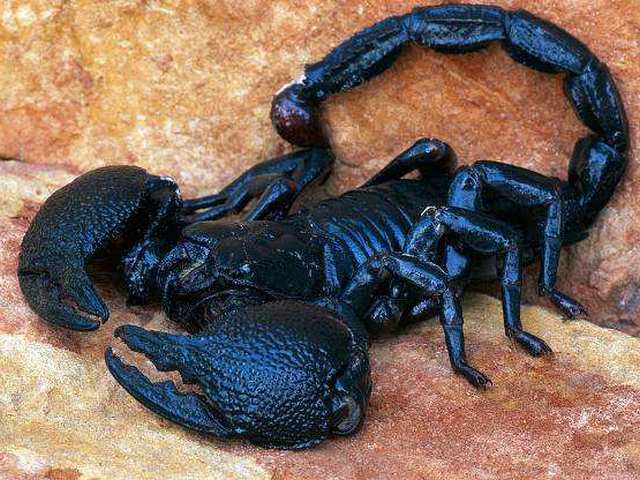 Все о скорпионах в Козловке | ЗооТом портал о животных