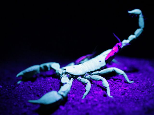 Все о скорпионах в Козловке | ЗооТом портал о животных