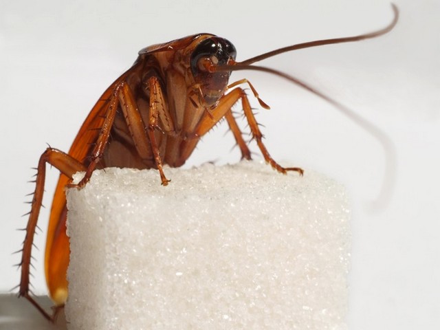 Все о тараканах в Козловке | ЗооТом портал о животных