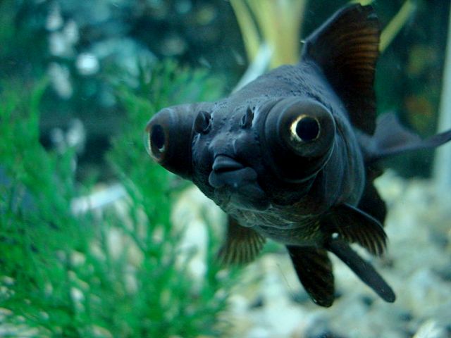 Породы аквариумных рыбок в Козловке | ЗооТом портал о животных