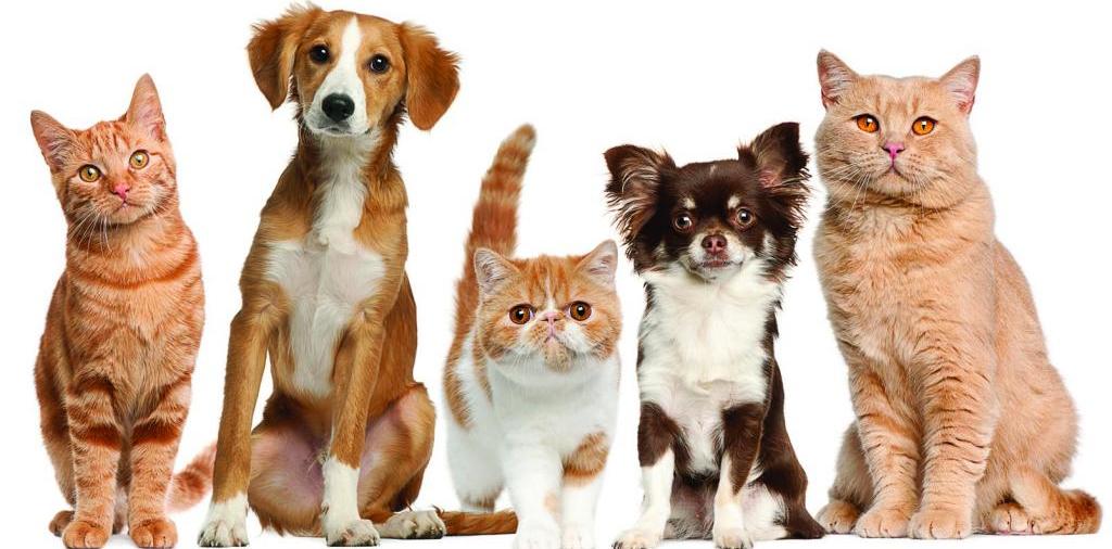 Доска объявлений о животных | ЗооТом - продажа, вязка и услуги для животных в Козловке