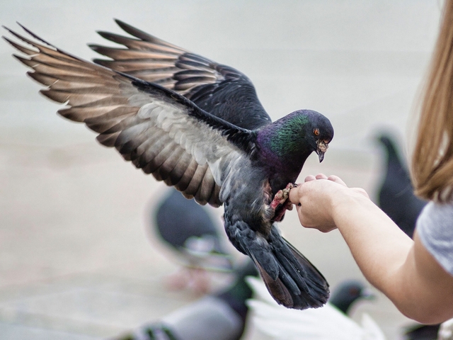 Все о голубях | ЗооТом - продажа, вязка и услуги для животных в Козловке