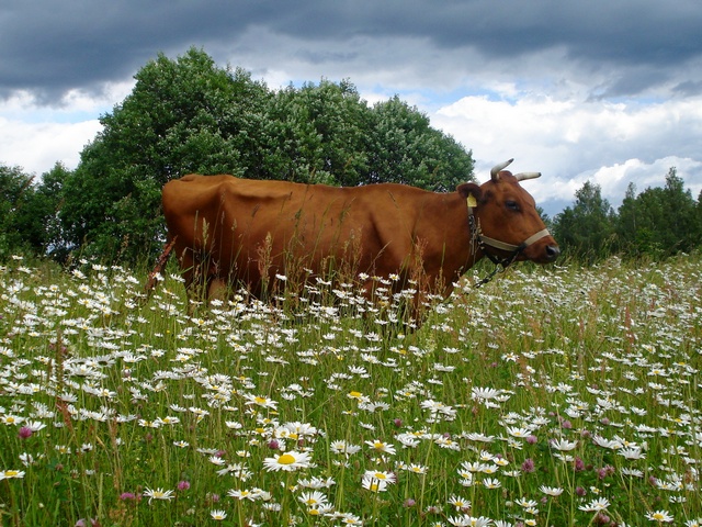 Все о коровах в Козловке | ЗооТом портал о животных