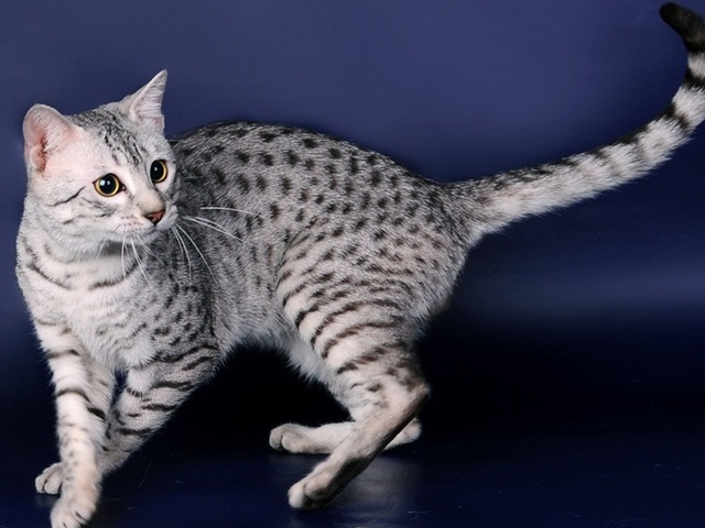 Породы кошек в Козловке | ЗооТом портал о животных