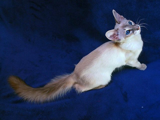Выведенные породы кошек в Козловке | ЗооТом портал о животных