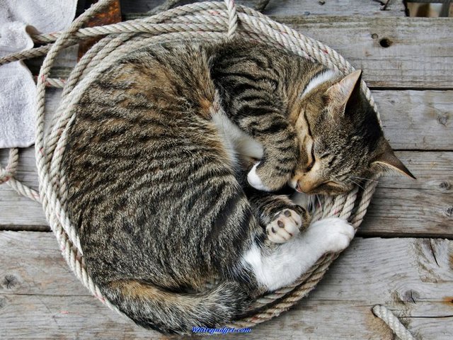 Все о кошках в Козловке | ЗооТом портал о животных