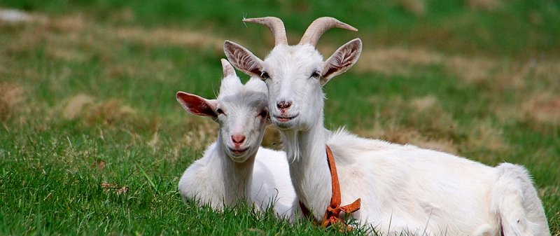 Все о козах в Козловке | ЗооТом портал о животных