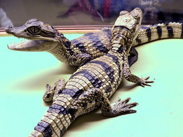 Все о крокодилах в Козловке | ЗооТом портал о животных