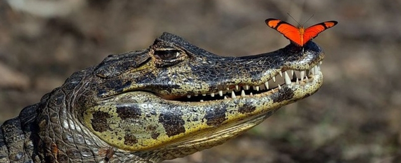 Все о крокодилах в Козловке | ЗооТом портал о животных