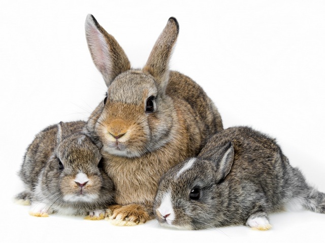 Все о кроликах в Козловке | ЗооТом портал о животных