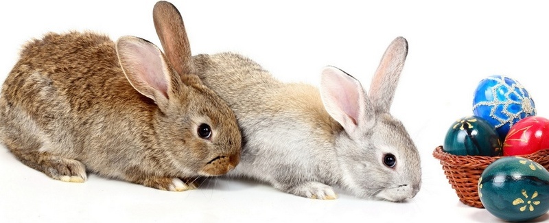 Все о кроликах в Козловке | ЗооТом портал о животных