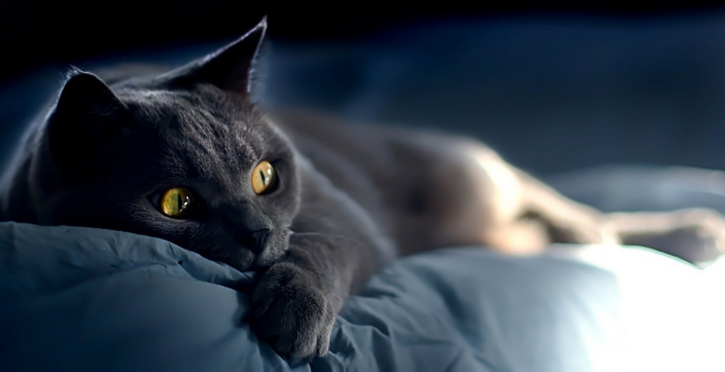 Объявления о кошках | ЗооТом - продажа, вязка и услуги для животных в Козловке