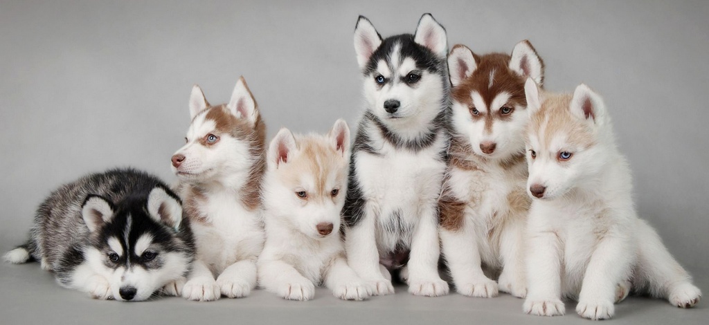 Объявления о собаках | ЗооТом - продажа, вязка и услуги для животных в Козловке