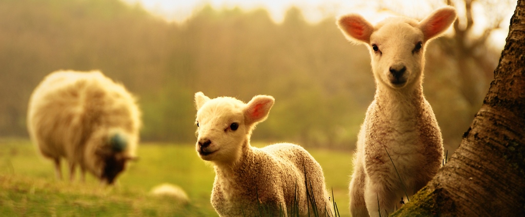 Объявления о сельскохозяйственных животных | ЗооТом - продажа, вязка и услуги для животных в Козловке