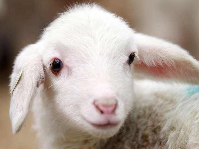 Овцы и бараны в Козловке | ЗооТом портал о животных