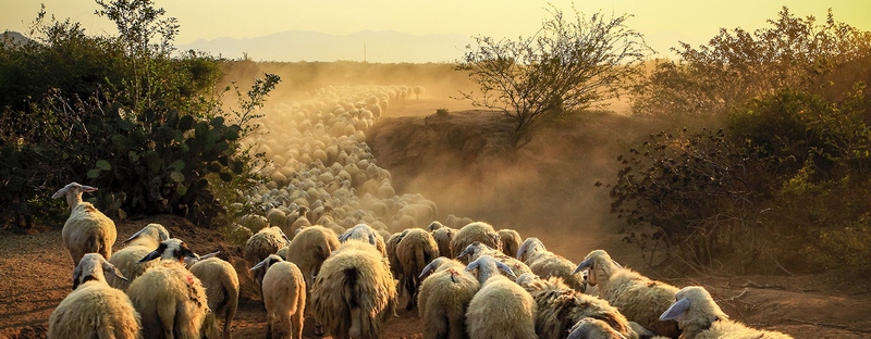 Все об овцах в Козловке | ЗооТом портал о животных