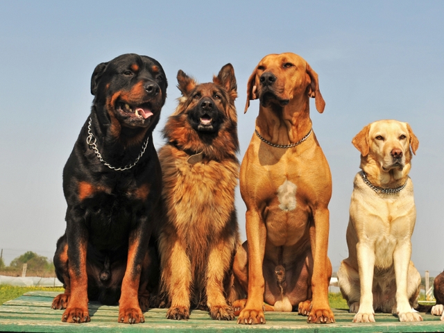 Крупные породы собак в Козловке | ЗооТом портал о животных