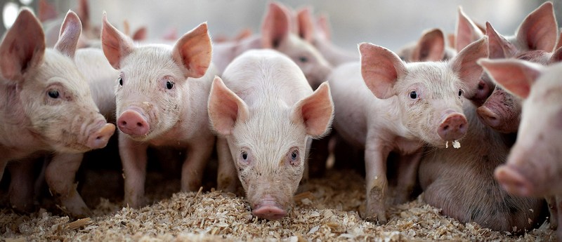 Все о свиньях в Козловке | ЗооТом портал о животных
