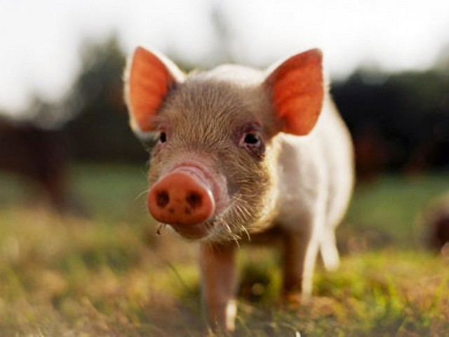 Все о свиньях в Козловке | ЗооТом портал о животных
