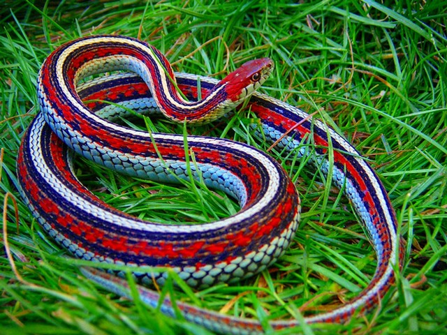 Все о змеях в Козловке | ЗооТом портал о животных